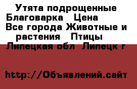 Утята подрощенные Благоварка › Цена ­ 100 - Все города Животные и растения » Птицы   . Липецкая обл.,Липецк г.